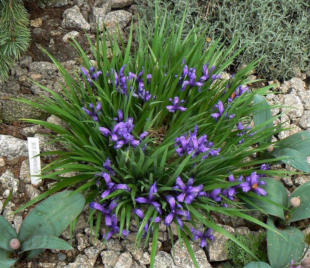 Kertekben talán a leggyakrabban tartott faj a japán írisz (Iris japonica), amelynek virágai igen különlegesek, díszesek.