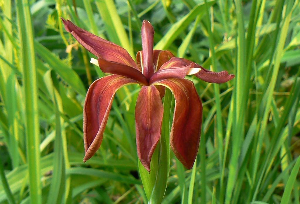 Kistermetű, 10-40 cm magas, és ahogy neve is mondja, fűszerű megjelenésű a gyepes nőszirom (Iris ruthenica).