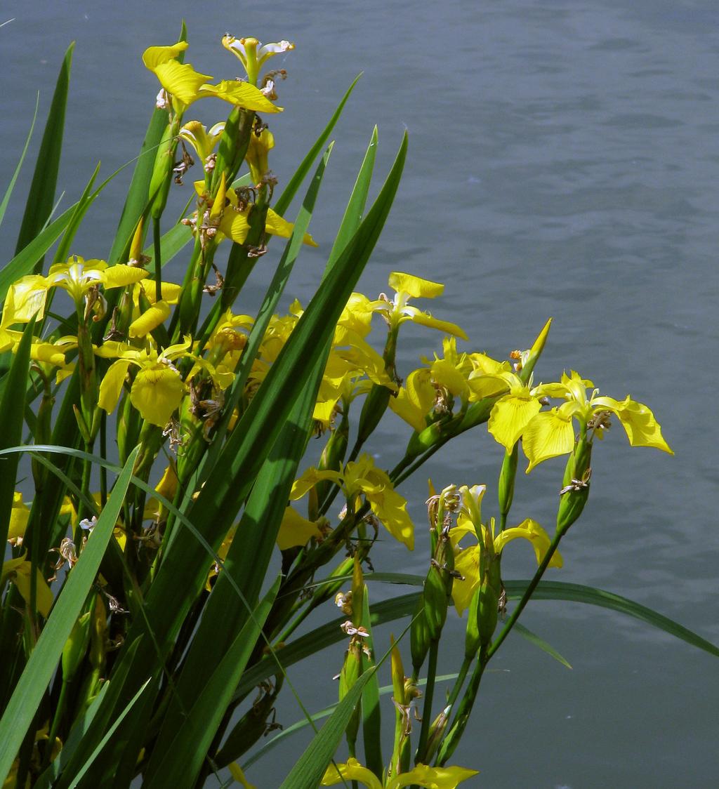 hazánkban is honos, olykor kiszáradó láp- és mocsárréteken nő a szibériai nőszirom (Iris sibirica). Elegáns megjelenése miatt a kertekben tó partjára ültetve igen kedvelt.