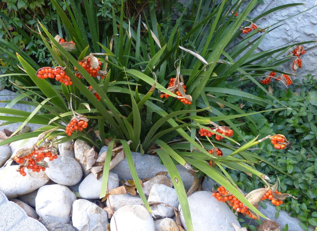 Gyöngyös vagy büdös írisz Kertben nem annyira a virágaiért, mint inkább díszes piros, olykor sárga magjaiért tartják a gyöngyös vagy büdös íriszt (Iris foetidissima).