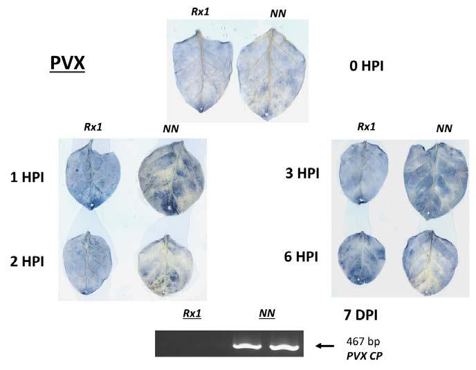 4. ábra: Szuperoxid (O 2.- ) felhalmozódása (amire a kék szín utal) az Rx1 extrém rezisztenciagént kifejező dohányban (Nicotiana tabacum cv. Samsun NN Rx1) és a fogékony kontroll növényekben (N.