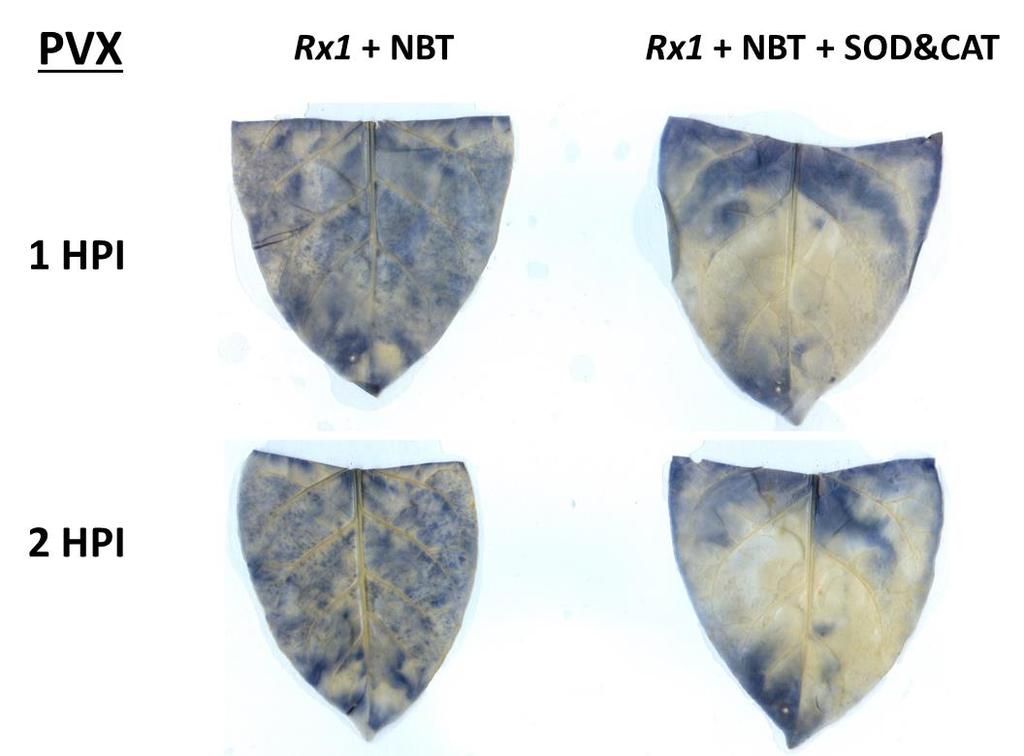 6. ábra: Az NBT (nitroblue - tetrazolium - klorid) szövetfestés a burgonya X vírusra (Potato virus X, PVX) extrém rezisztens dohányban (Nicotiana tabacum cv.