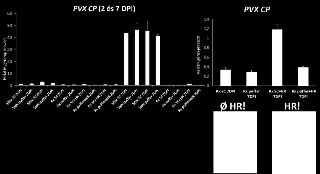 7. ábra: Antioxidáns enzimek hatása a burgonya X vírussal (Potato virus X, PVX) szembeni extrém rezisztenciára dohányban (Nicotiana tabacum cv. Samsun NN Rx1), a PVX fertőzés után 2 és 7 nappal (DPI).
