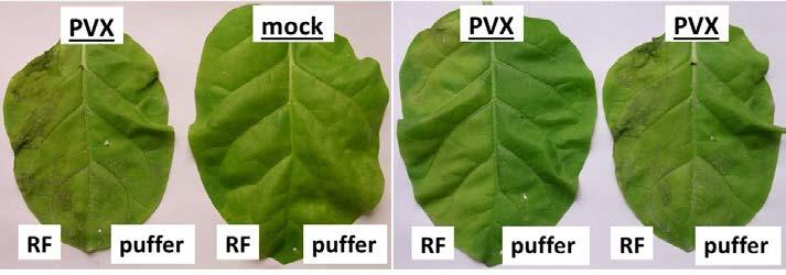 13. ábra: A burgonya X vírussal (Potato virus X, PVX) szembeni rezisztencia kialakítása fogékony dohányban (Nicotiana tabacum cv. Samsun NN), szuperoxidot (O 2.