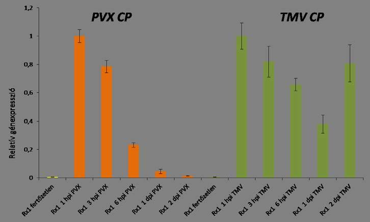 fertőzés utáni első 2 napban a HR során kb. egy nagyságrenddel több vírus (TMV) van jelen a gazdanövényben, mint a tünetmentes ER-nél, ahol a vírus (PVX) szinte teljesen visszaszorul. 15.