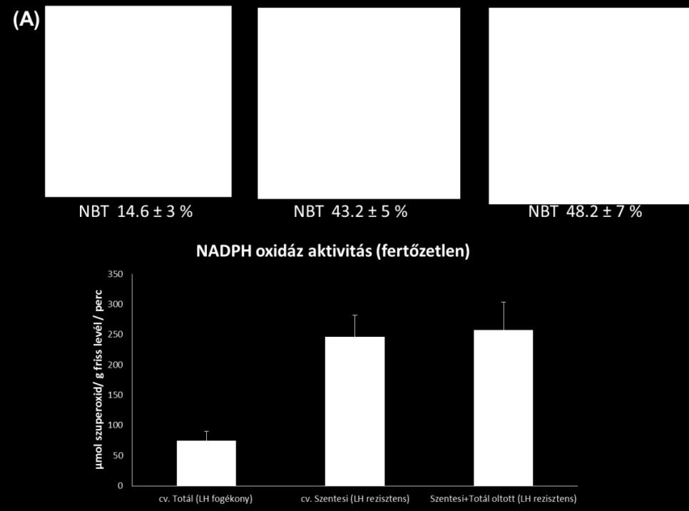NADPH oxidáz aktivitása (fertőzetlen) NADPH oxidáz aktivitása (lisztharmattal fertőzött) 23. ábra: A Szentesi cseresznyepaprika (Capsicum. annuum var. cerasiforme cv.