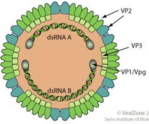 Szegmens A Kis ORF: VP5 nem strukturális fehérje Nagy ORF: poliprotein VP2 fő kapszid fehérje, fő neutralizáló epitópok VP4 proteáz, poliprotein érése VP3 belső