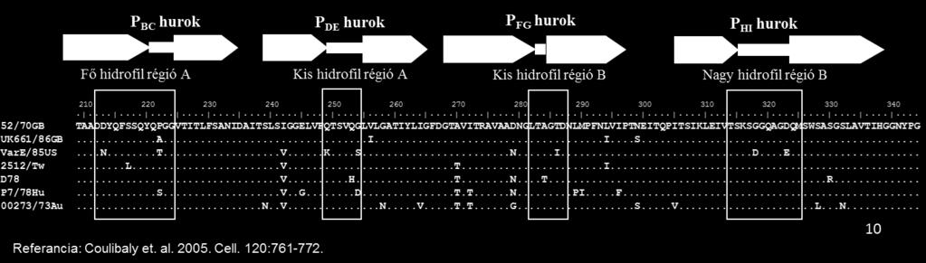 régiót használjuk rutin genetikai