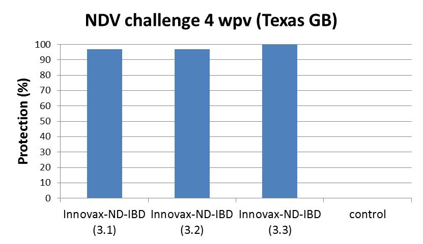 Védettség, % Védettség, % Védettség, % TOJÁSBA OLTÁS - VÉDELEM BAROMFIPESTIS ELLEN Amerikai tanulmány Texas GB (genotype II) Baromfipestis ráfertőzés 4 élethetesen (Texas GB)