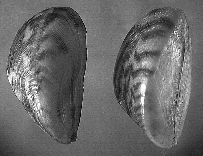 HALÁSZAT Vol. 102. (2009) pp. 75 79 1. kép: Corbicula fluminea kagylók különbözô nagyságú példányai.