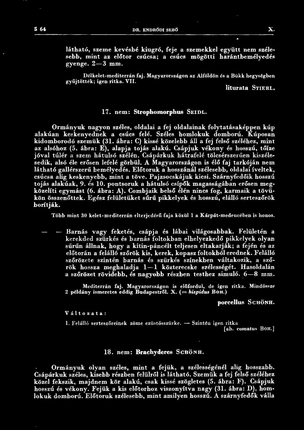 Ormányuk nagyon széles, oldalai a fej oldalainak folytatásaképpen kúp alakúan keskenyednek a csúcs felé. Széles homlokuk domború. Kúposan kidomborodó szemük (31.