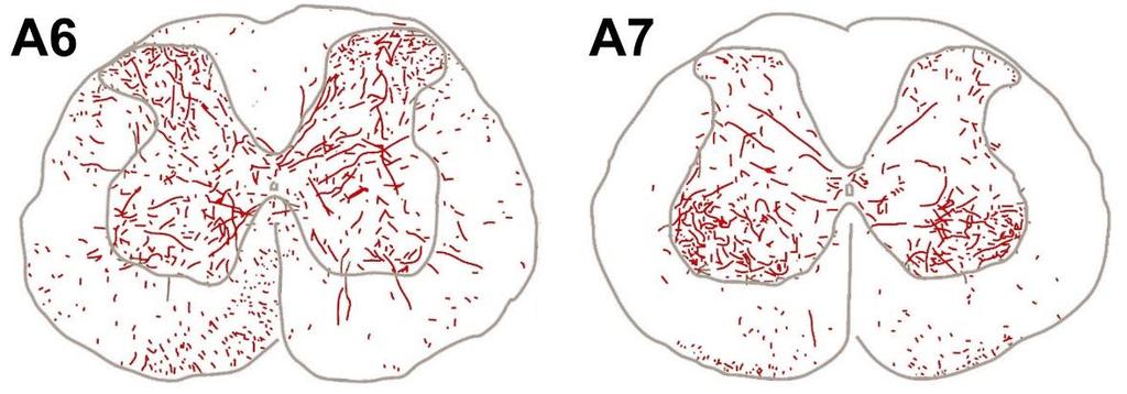 3. ábra. Noradrenerg idegrostok eloszlása a gerincvelő lumbalis szakaszán. Megfigyelhető az egyes noradrenerg sejtcsoportok (A6 és A7, vö. 1. ábra) eltérő végződési területe a szürkeállományban.