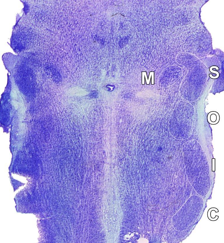 a nucleus tractus spinalis pedig a protopathias érzékelésé, tehát a fájdalomingereké is, szerkezete a gerincvelő hátsó szarváéhoz hasonló (Palkovits 2000, Hajdu 2004). 7. ábra.
