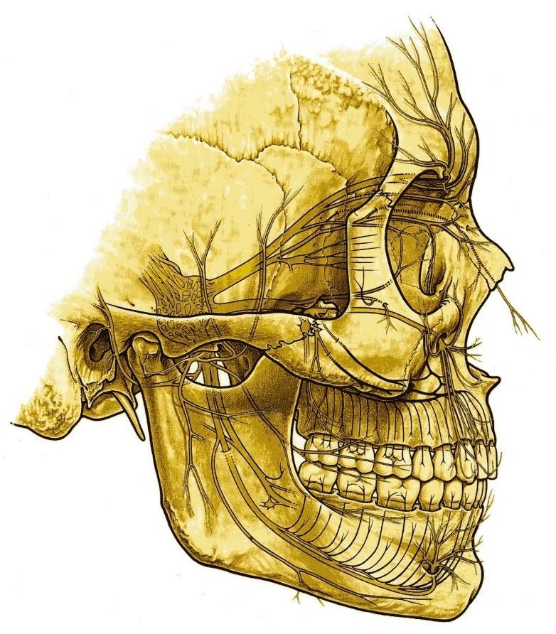 8. ábra. A nervus trigeminus ágai.