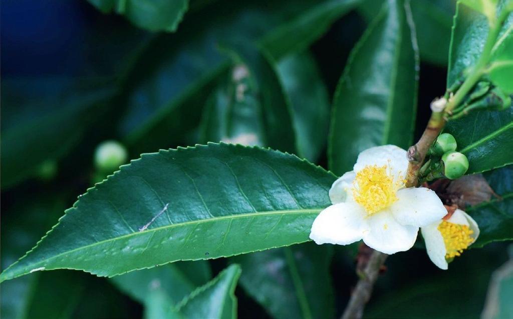 Teanövény Nem vitás, hogy a legismertebb kamélia a teanövény (C. sinensis). Az ivóvíz után a tea a legnagyobb mennyiségben fogyasztott ital, kultusza az egész világon elterjedt.