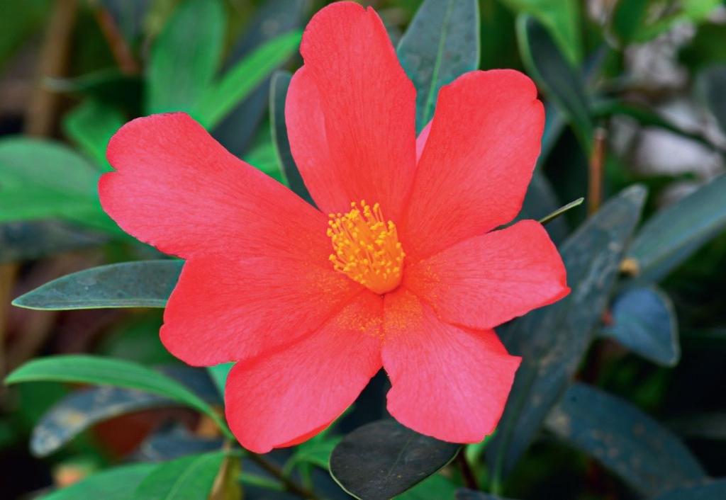 Camellia changii (C. azalea) Az ismert kaméliák mintegy kétharmada télen és kora tavasszal virágzik, csaknem negyedrészük ősztől kora télig.