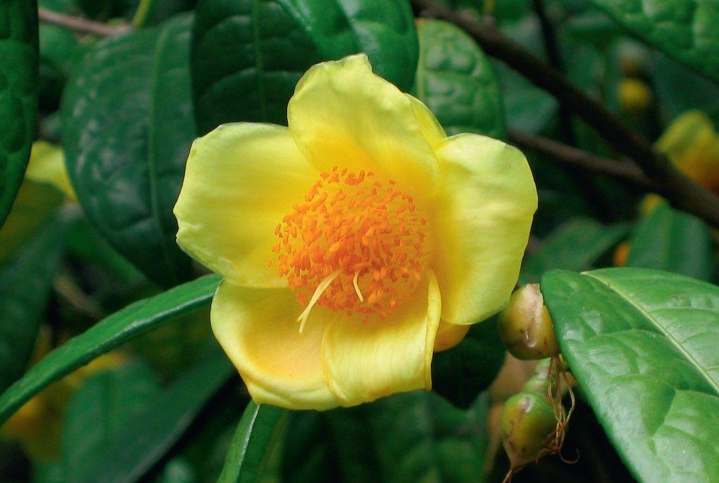 Camellia chrysantha (C. nitidissima) A sárga kamélia a nemesítők fő célja, hiszen a kaméliák virágszíne általában fehér, rózsaszín vagy piros, illetve az ezek közti átmenet.