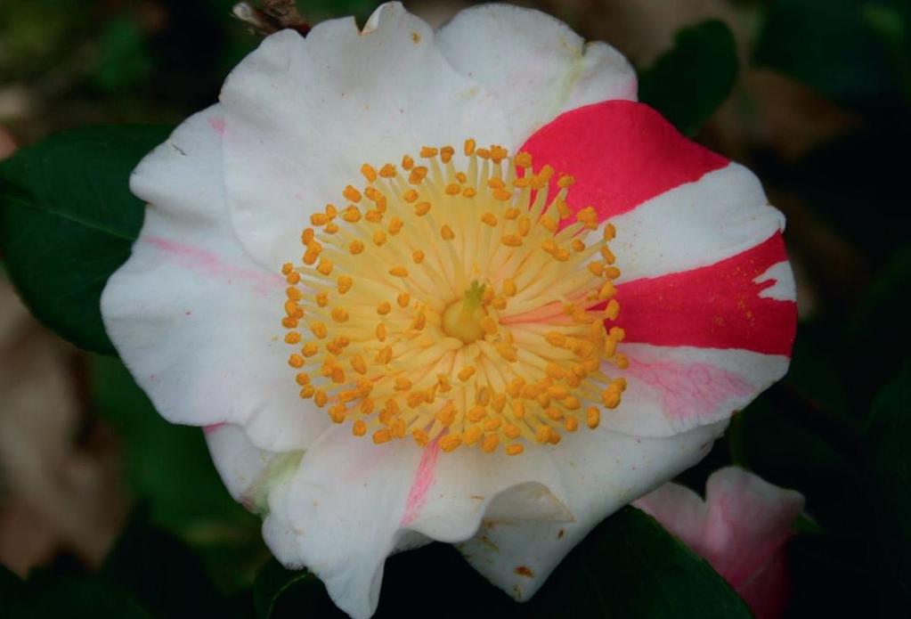 A Higo kaméliák egyike, a Kyo-nishiki A másik kívánatos és igen ritka tulajdonság az illatos virág. Alig több mint húsz igazán illatos kamélia ismert, ilyen egyebek között a C. rosthorniana vagy a C.