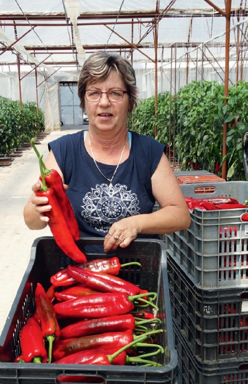 Győzőné Tóth Erika: A nagy bogyókat a dolgozók is szívesebben szedik Saját ötlet alapján készíttették el a szedőkocsikat.
