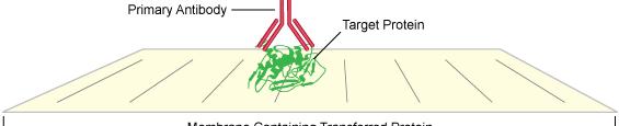 2. A keresett fehérje specifikus kimutatása Western blot (=immunoblot) Lépések teljesen hasonlóak az ELISA hoz: blokkoljuk a szabad nitrocellulóz felszínt közvetlenül enzimmel (HRPO) kapcsolt antigén
