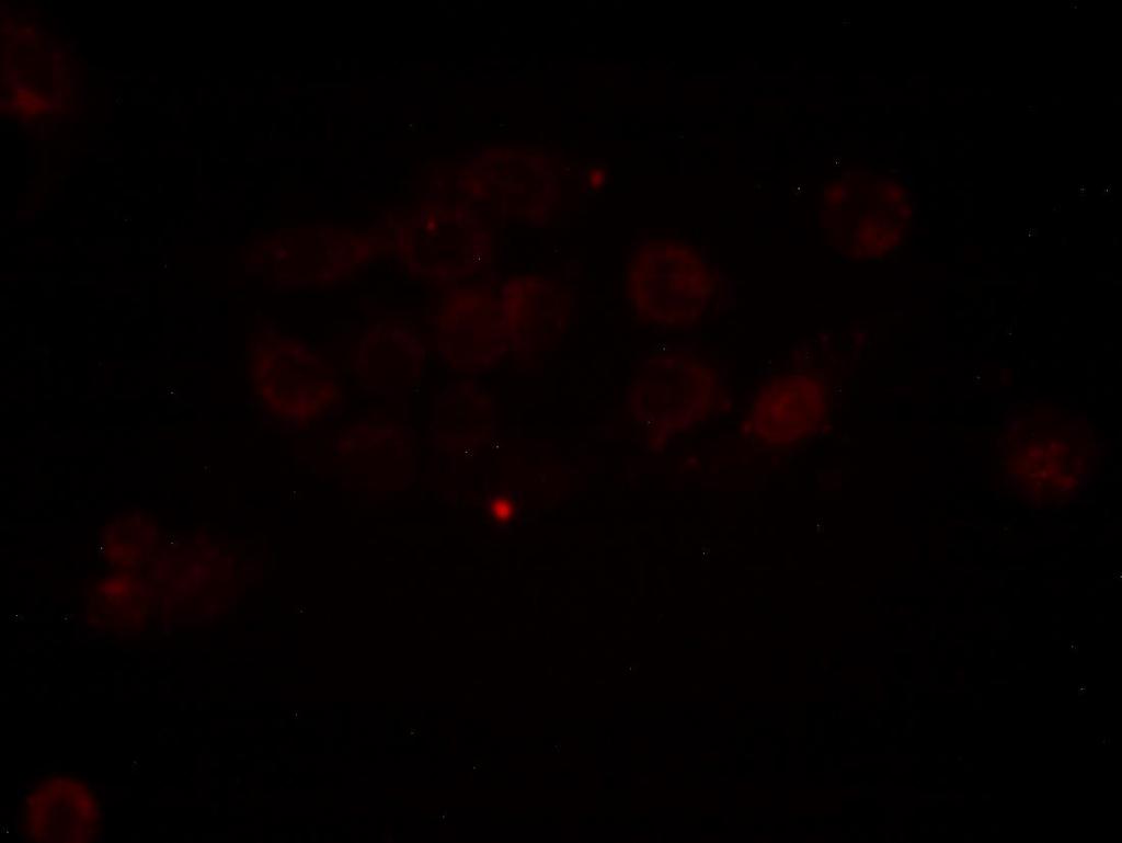 Konjugátumok sejtfelvételének vizsgálata fluoreszcens mikroszkóppal Dau=Aoa-LRRY-VHLGYAT-H 2