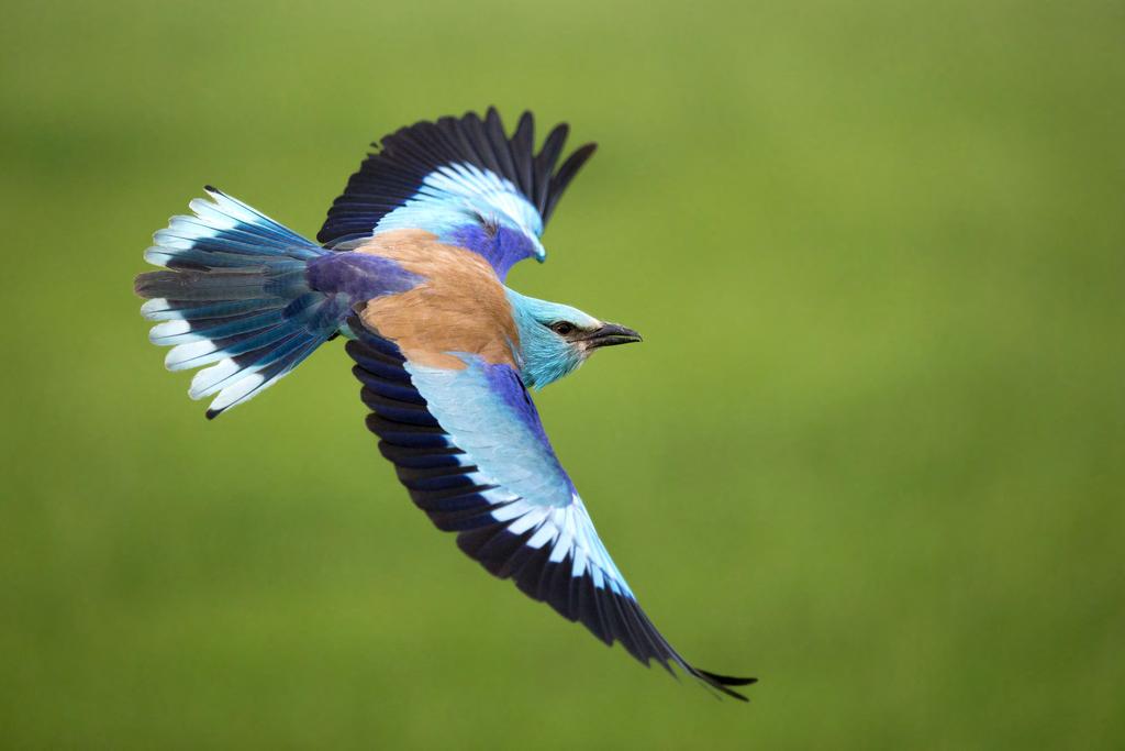 Loop migration in adult European rollers (Coracias garrulus) through the Middle East Orsolya Kiss1,2 & Béla Tokody1 1. BirdLife Hungary, 21. Költő str., Budapest, H-1121 email: orsolyakiss22@gmail.
