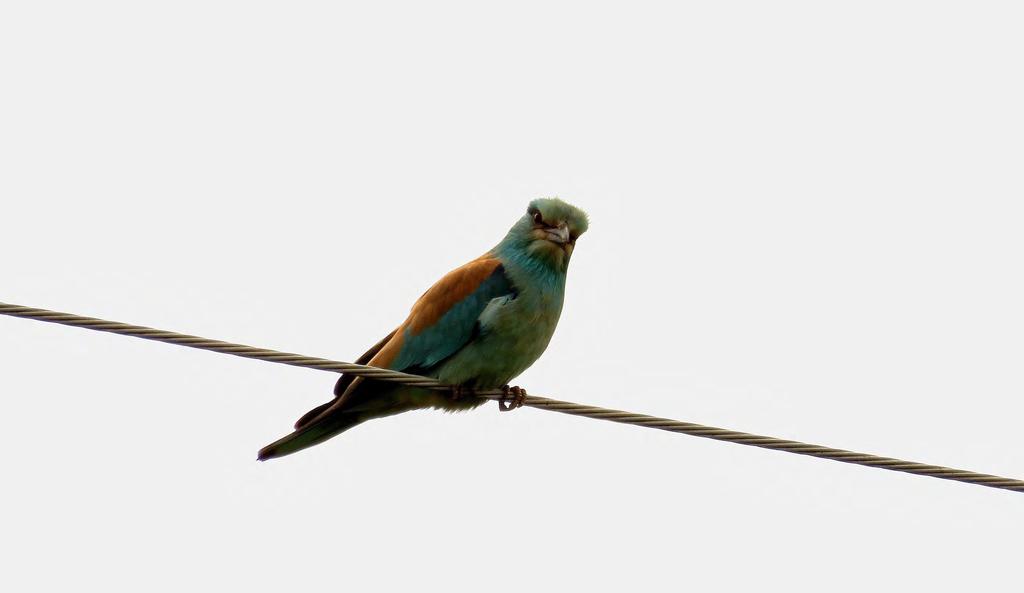 A klímaváltozás hatásának modellezése a szalakóta (Coracias garrulus) európai elterjedésére Kiss Orsolya 1, Tokody Béla 2, Végvári Zsolt3 1.