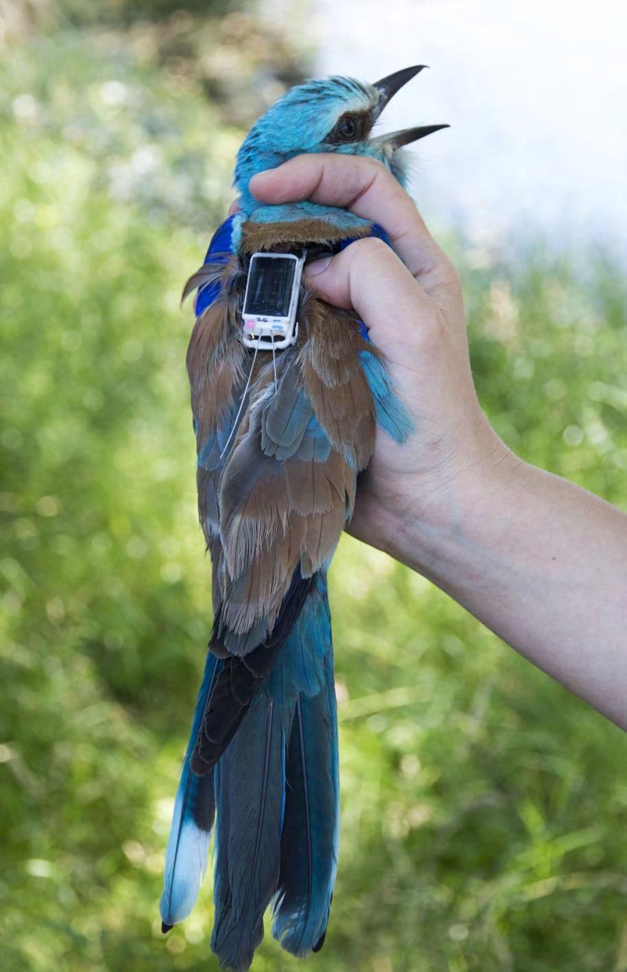 Előzetes eredmények a szalakóta (Coracias garrulus) otthonterületének vizsgálatáról Kiss Orsolya1, Prommer Mátyás2, Török Hunor3, Csibrány Balázs1, Tokody Béla1 1.