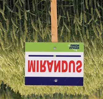 A hazai fajtaminősítő kísérletek eredményei alapján minden évjáratban minőséget és nagy termést adott.