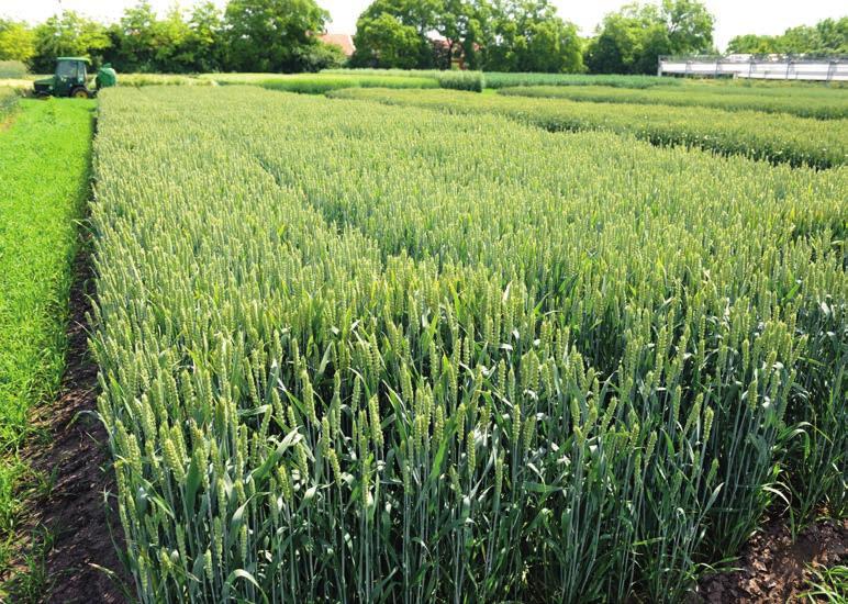 Termőképesség 6,5-8,0 t/ha 85-95 cm-es magasság Közepes állóképesség és bokrosodási erély Kiegyenlített, ún.