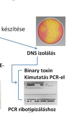 kópiában elszórtan meglévő rdns szakaszok nem kódoló régióinak