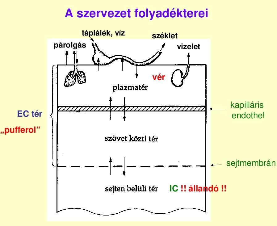 Ionális és ozmotikus egyensúly obligát ozmotikus kicserélődés: fizikai faktoroktól függ, kevéssé szabályozható bőr, légzőfelület, környezettel érintkező hám felszínén - gradiens -