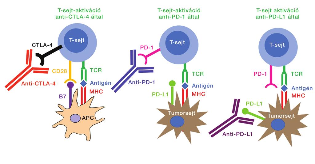 2. ábra: T-sejt-aktiváció anti-ctla-4, anti-pd-1 és anti-pd-l1 által.