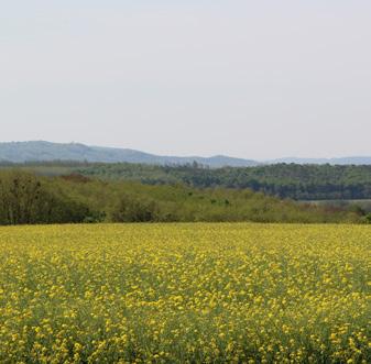 Szajki-erdőn keresztül Hosszúperesztegre.