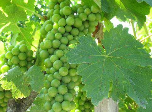 A szőlőben a gyomnövényekre is fordítsunk kellő figyelmet.