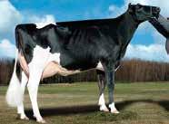 CZAR DIRT-ROAD ALTACZAR-ET GUL X NIAGRA X GOLDWYN HOUSAM000072189851 ROĐEN 2013 GLPI 3084 HB 2454 Lineáris tipus osztályozás 58 ćerki lányai 10 stada tenyészet 78 % megbízhatóság +10 +11 +6-1 +8