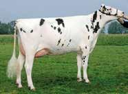 DELCAMPO SOUTHLAND ALTADELCAMPO GOLD CHIP X MAN-O-MAN X ROUMARE HONLDM000880372082 ROĐEN 2012 GLPI 2911 HB 2514 Lineáris tipus osztályozás 165 ćerki lányai 46