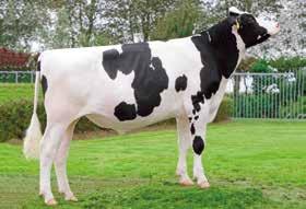 73 113 ćerki BADGER-BLUFF FANNY FREDDIE STRAUSSDALE PLANET ELLA ENSENADA TABOO PLANET-ET STRAUSSDALE SHOTTLE EA PICSTON SHOTTLE-ET