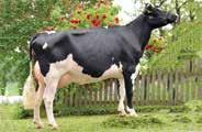 FLY LA BRILLAZ FLY SHOTTLE X RTY X RUDOLPH HOCHEM120074198082 ROĐEN 2008 TMI 1131 HB 2442 Mleko! / Tej!