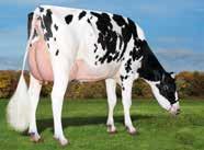 !! Veze vimena / Tőgy felfüggesztés / Termelés 783 ćerki lányai 153 tenyészet stada 89 % megbízhatóság +2538 kg Ml.