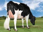 JAKE T-SPRUCE ALTAJAKE-ET PETRONE X OBSERVER X GOLDWYN HOUSAM000072395545 ROĐEN 2013 GLPI 2836 HB 2364 Lineáris tipus osztályozás 208 ćerki lányai 62 stada tenyészet