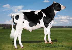 49 98 e M ćerki AMIGHETTI NUMERO UNO-ET HAPPKE EXPLODE MALLY WABASH-WAY EXPLODE-ET HAPPKE BAXTER MELAINE EMERALD-ACR-SA T-BAXTER HAPPKE GOLDWYN MELT Caliber,