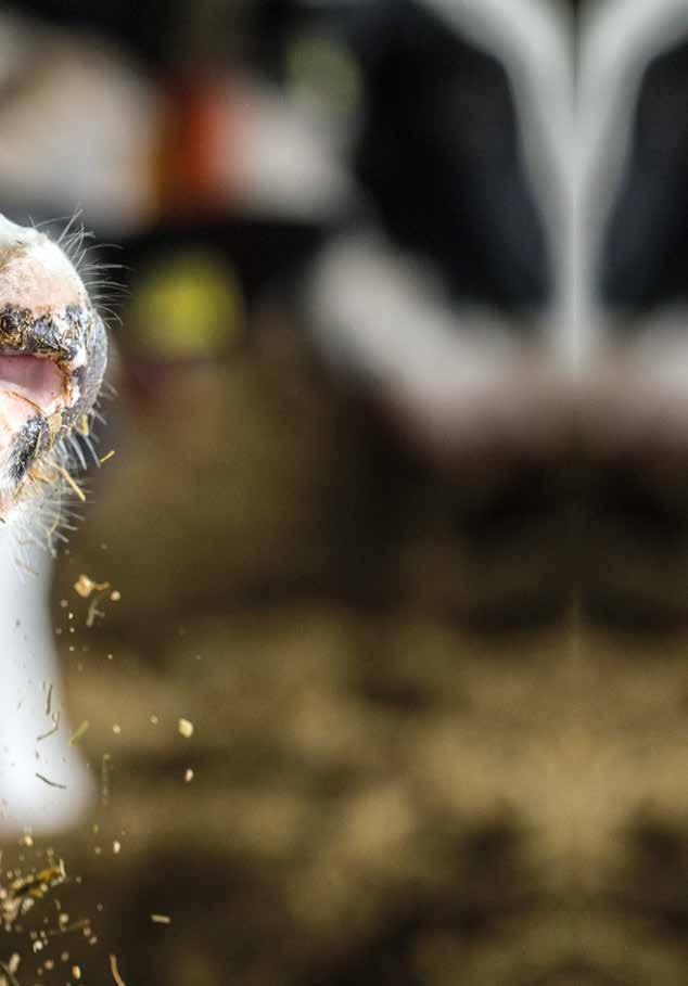 UPUTSTVO ZA KORIŠĆENJE KATALOGA UTASÍTTÁS A KATALÓGUS HASZNÁLATÁHOZ 177 ćerki 69 stada 90 % Lineáris tipus osztályozás lányai tenyészet megbízhatóság lejtés OPREMA FELSZERELÉS +9 +9 +6-2 +7 Plitko +3