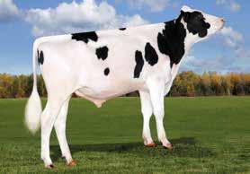 67 ćerki e AMIGHETTI NUMERO UNO-ET SYNERGY PLANET PASSION-ET ENSENADA TABOO PLANET-ET GLO-CREST O MAN PIRATE 4092 M O-BEE MANFRED JUSTICE-ET MISS MILLION LLY-ET