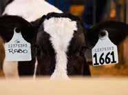 RABO LONE-OAK-ACRES ALTARABO-ET GUL X OBSERVER X SHOTTLE HOUSAM000069829746 ROĐEN 2012 GLPI 3172 HB 2366 Lineáris tipus osztályozás 303 ćerki lányai 97 stada tenyészet