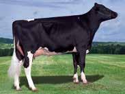 !! Termelés 2811 ćerki lányai 424 tenyészet stada 93 % megbízhatóság +519 kg Ml. mast/tejzsír +20 kg +0.00 % Protein/Tejfehérje +26 kg +0.