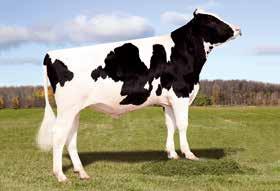 51 98 ćerki 97 RI-VAL-RE 2338 NIAGRA-ET PINE-TREE LEIF SUZY-ET LEIF PINE-TREE NICA SUZY-ET PICSTON SHOTTLE-ET PINE-TREE MISSY NICA-ET Iota,