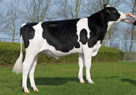 91 98 ćerki 106 e UNTFIELD SSI DCY GUL-ET WESTENRADE CARRERA TL SCHILLVIEW OMAN GERARD-ET WEH JENN 1 M MASCOL ET JESSICA Oak,