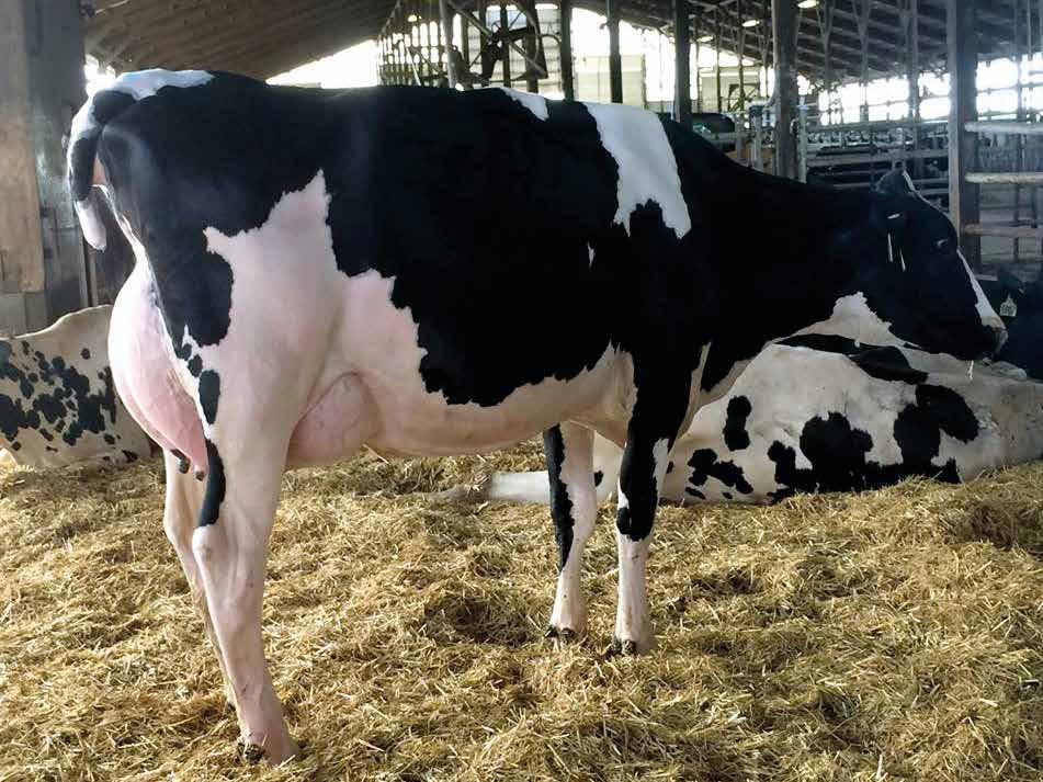 Bomaz Spring 6901 Westenrade AltaSPRING Mleko i Komponente laktacije Široka i odlično vezana vimena Dugovečne i