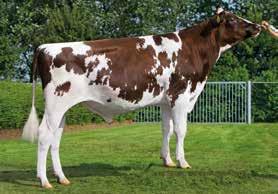 25 % Protein/Tejfehérje +64 kg +0.15 % e M 2.